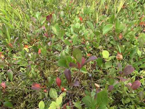 Black chokeberry(Aronia melanocarpa)