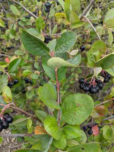 Black chokeberry(Aronia melanocarpa)