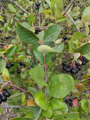 Black chokeberry(Aronia melanocarpa)