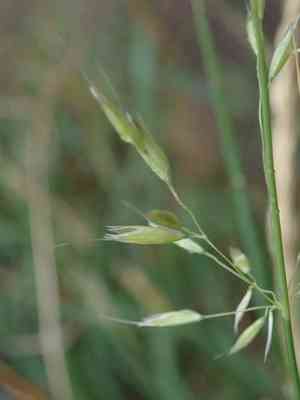False oat-grass(Arrhenatherum elatius)