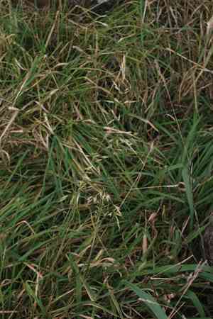 False oat-grass(Arrhenatherum elatius)