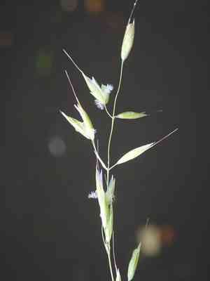 False oat-grass(Arrhenatherum elatius)