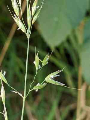 False oat-grass(Arrhenatherum elatius)