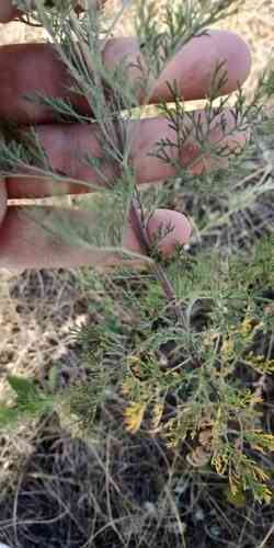 Southernwood(Artemisia abrotanum)