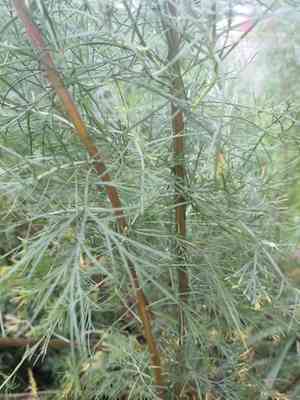 Southernwood(Artemisia abrotanum)