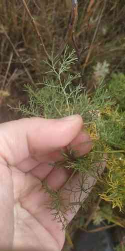 Southernwood(Artemisia abrotanum)