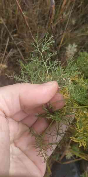 Southernwood(Artemisia abrotanum)