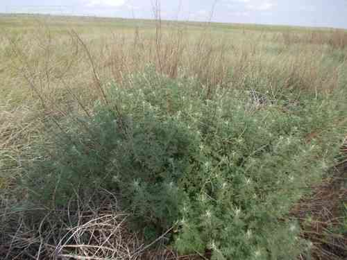 Southernwood(Artemisia abrotanum)