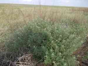 Southernwood(Artemisia abrotanum)