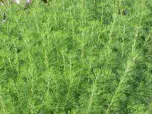 Southernwood(Artemisia abrotanum)