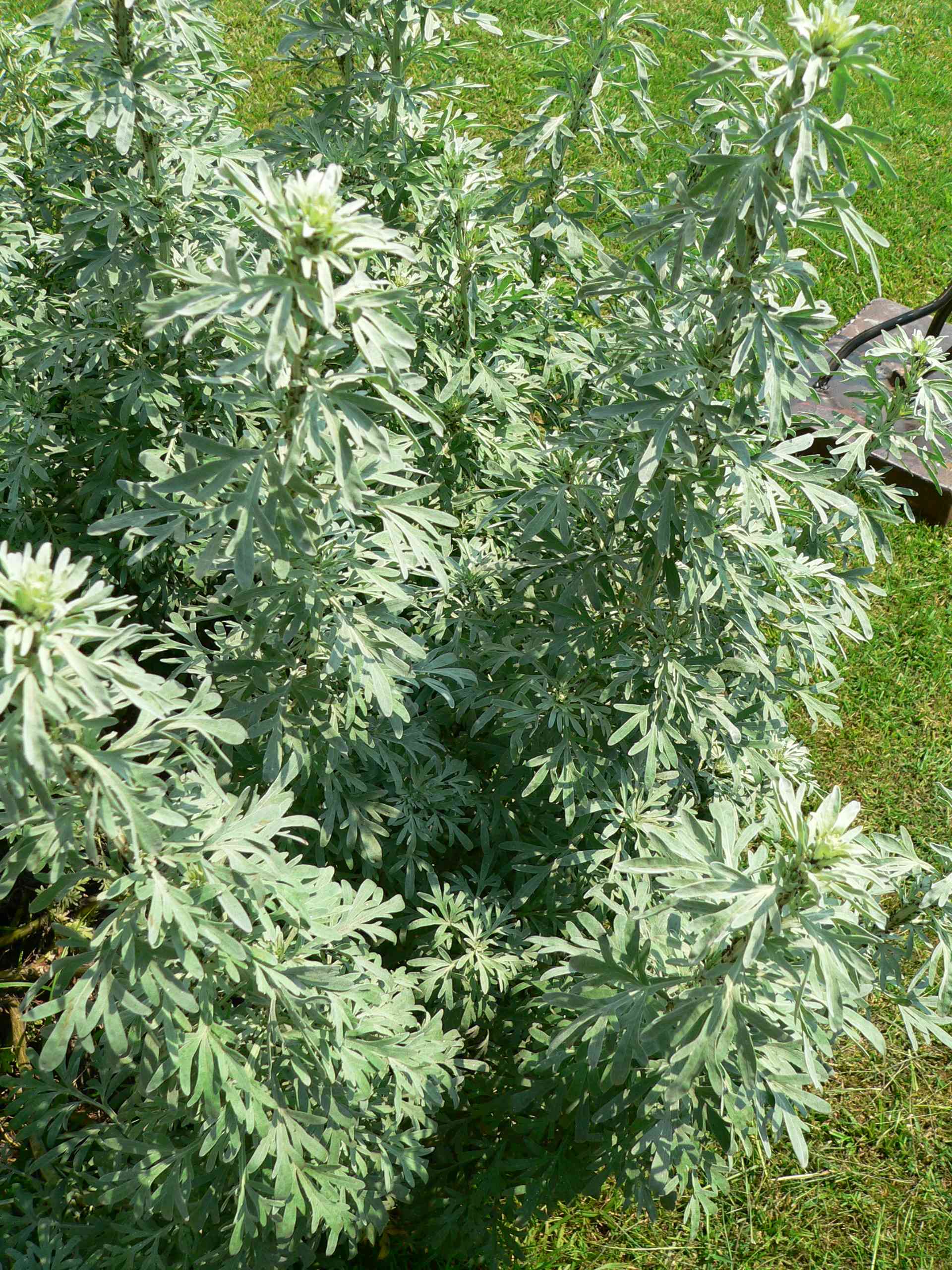 Common wormwood(Artemisia absinthium)