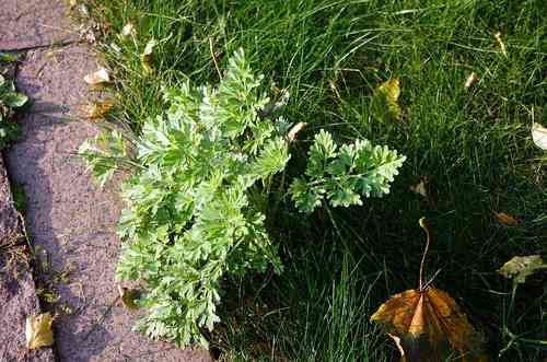 Common wormwood(Artemisia absinthium)