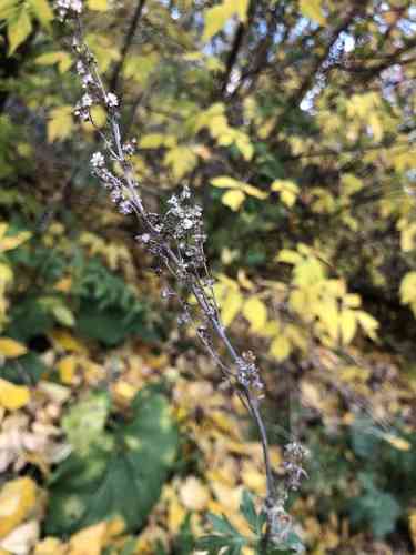 Common wormwood(Artemisia absinthium)