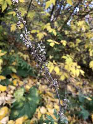 Common wormwood(Artemisia absinthium)