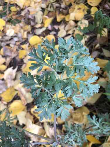 Common wormwood(Artemisia absinthium)