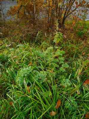 Common wormwood(Artemisia absinthium)