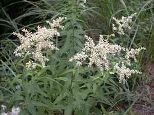 Artemisia anomala(Artemisia anomala)