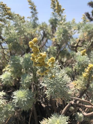 Tree wormwood