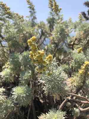 Tree wormwood(Artemisia arborescens)