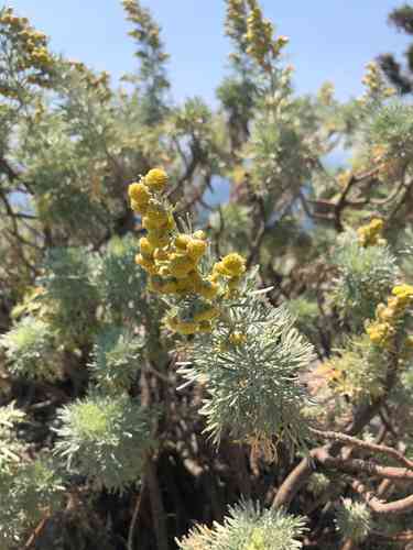 Tree wormwood(Artemisia arborescens)