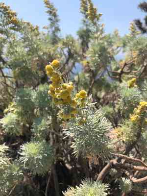 Tree wormwood(Artemisia arborescens)