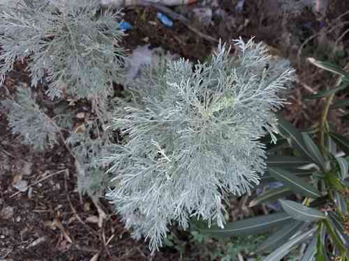 Tree wormwood(Artemisia arborescens)