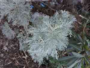 Tree wormwood(Artemisia arborescens)