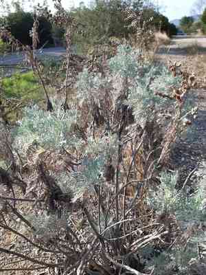 Tree wormwood(Artemisia arborescens)