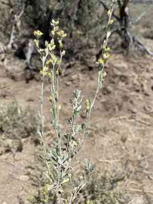 Little sagebrush(Artemisia arbuscula)