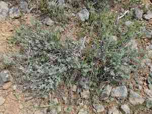 Little sagebrush(Artemisia arbuscula)