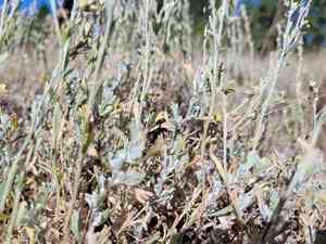 Little sagebrush(Artemisia arbuscula)