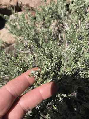 Little sagebrush(Artemisia arbuscula)