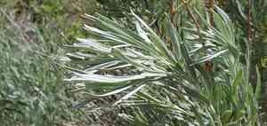 Silver sagebrush(Artemisia cana)