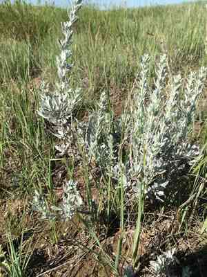 Silver sagebrush(Artemisia cana)