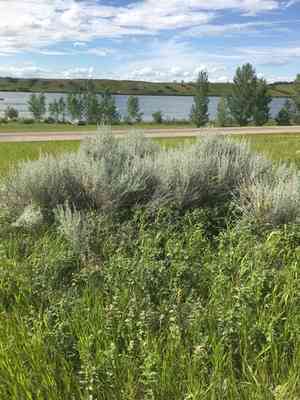 Silver sagebrush(Artemisia cana)