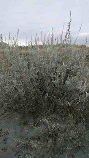 Silver sagebrush(Artemisia cana)