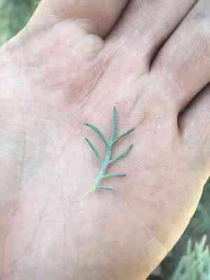 Carruth's sagewort(Artemisia carruthii)