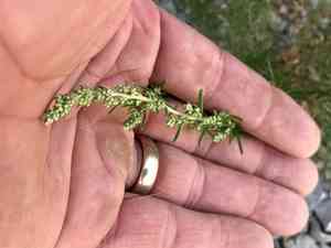 Carruth's sagewort(Artemisia carruthii)