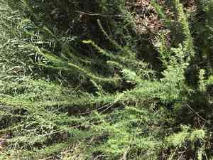 Carruth's sagewort(Artemisia carruthii)
