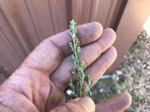 Carruth's sagewort(Artemisia carruthii)