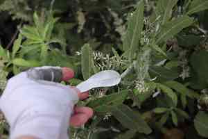 California mugwort(Artemisia douglasiana)