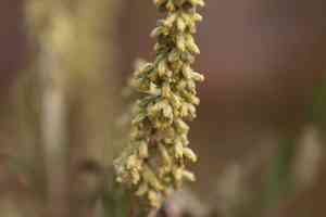 California mugwort(Artemisia douglasiana)