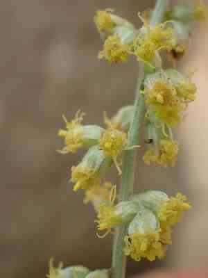 California mugwort(Artemisia douglasiana)
