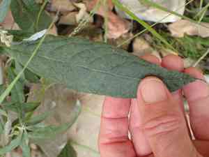 California mugwort(Artemisia douglasiana)