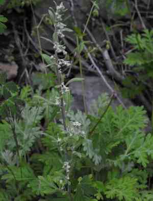 Ragweed sagebrush(Artemisia franserioides)