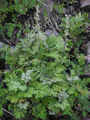 Ragweed sagebrush(Artemisia franserioides)