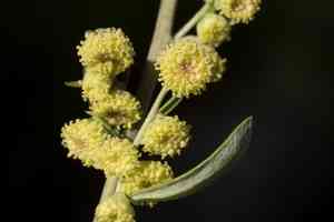Ragweed sagebrush(Artemisia franserioides)