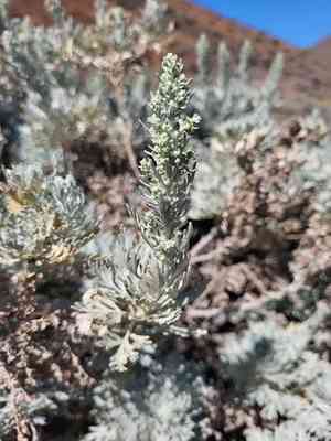 Cape verde sagebrush(Artemisia gorgonum)