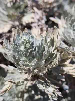 Cape verde sagebrush(Artemisia gorgonum)