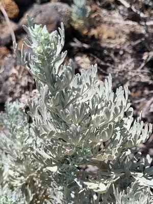 Cape verde sagebrush(Artemisia gorgonum)